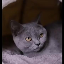 Caminha Casa Tenda Luxo Pet Toca Ninho Pelúcia Gatos Cães